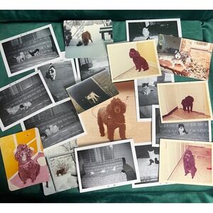 Vintage Animal Photograph 15+pc Bundle Lot 1920s-1960s Dogs Cats Calf Ephemera